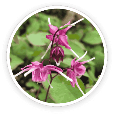 Quietum Plus - Ingredients-2